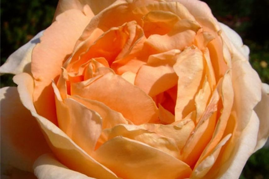 rosier à fleurs semi-doubles orange 