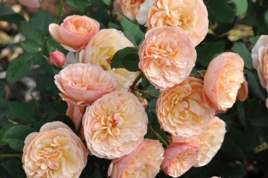 rosier buisson à grandes fleurs abricot