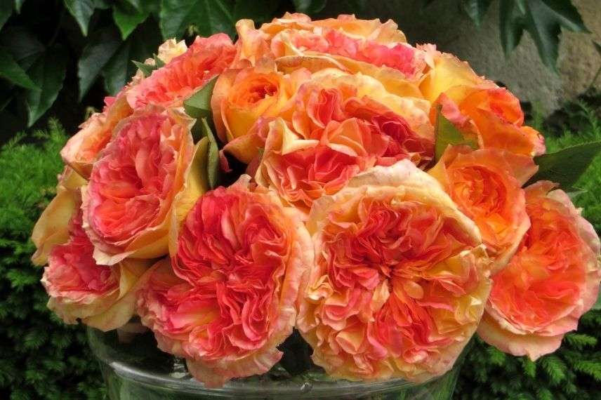 rosier buisson à grosses fleurs orange