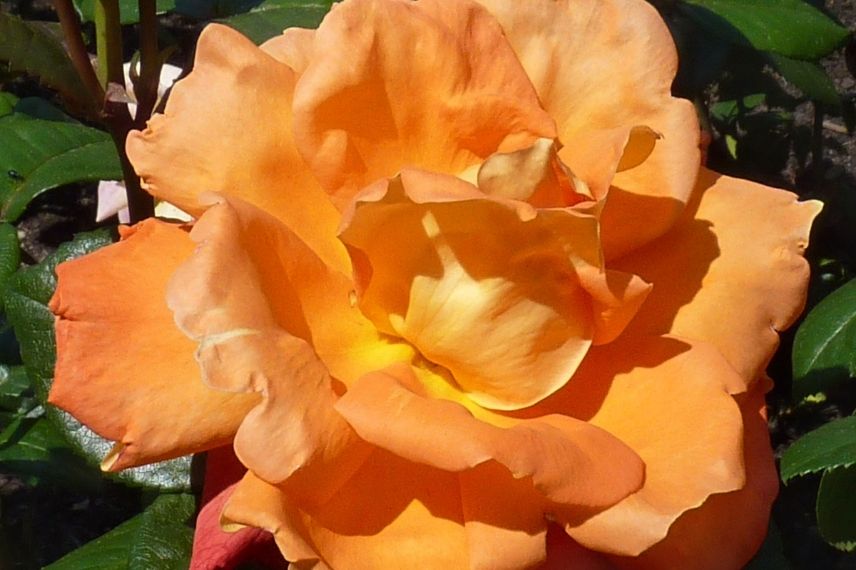 rosier buisson à grandes fleurs orange vif