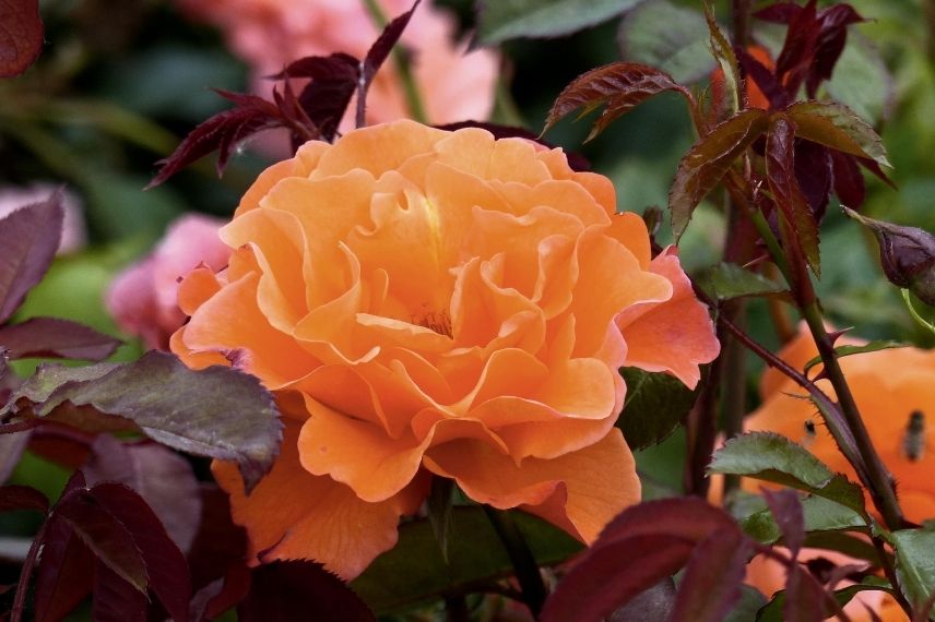 rosier grimpant à fleurs orange parfumées