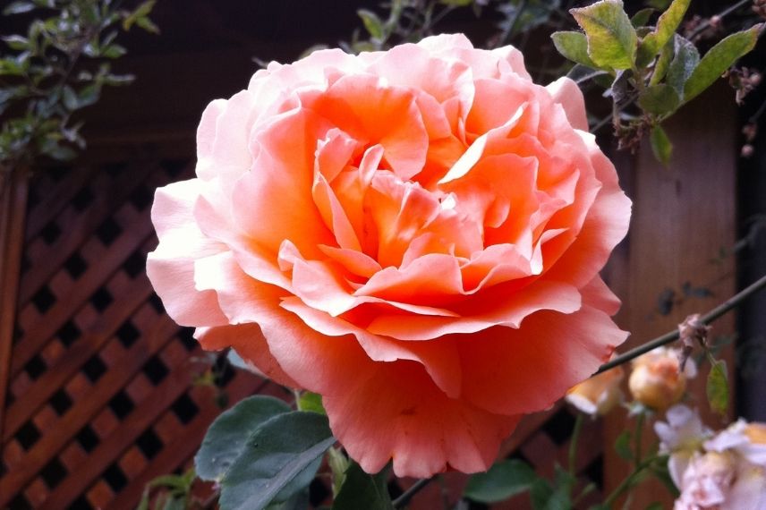 rosier grimpant à fleurs orange abricot