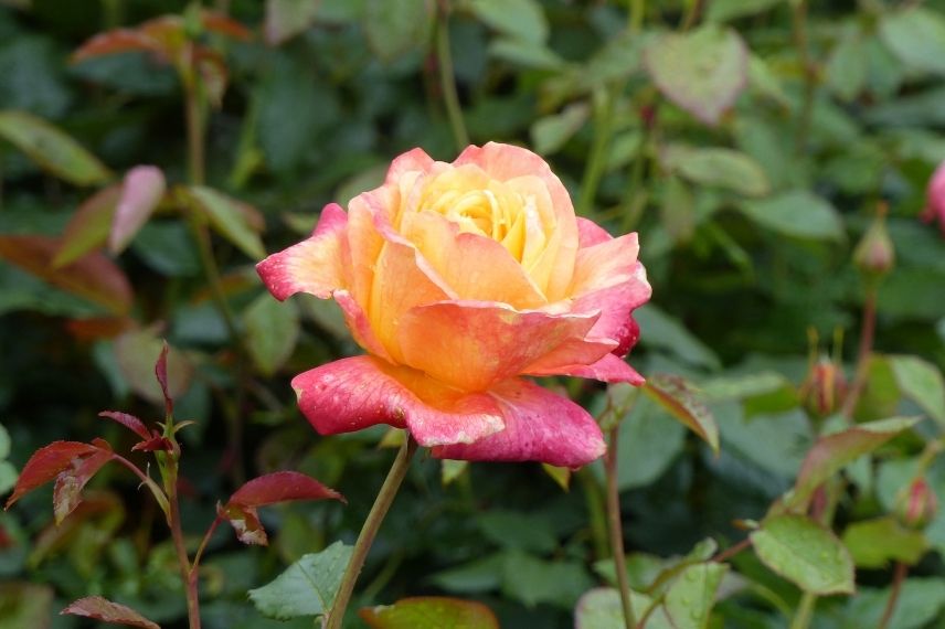 rosier grimpant à fleurs doubles orange