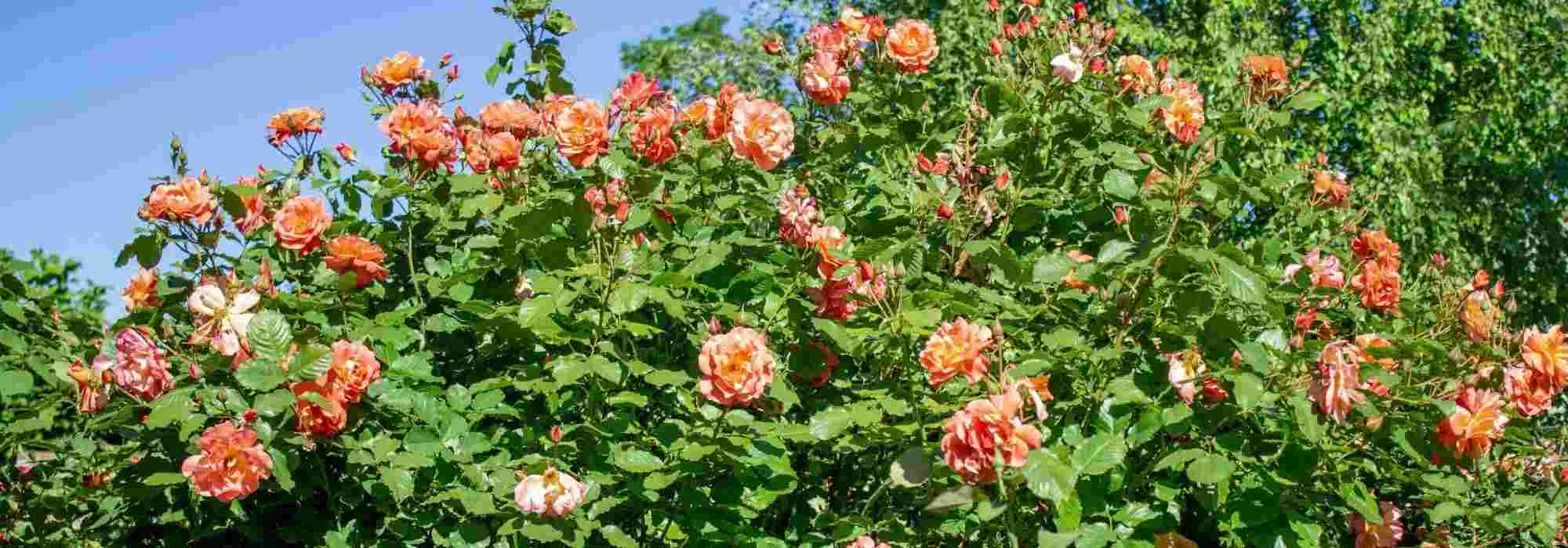 5 rosiers grimpants à fleurs orange