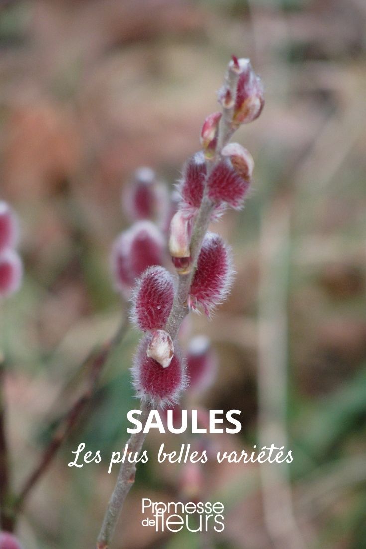 Saules-Salix : les plus belles variétés - Promesse de Fleurs