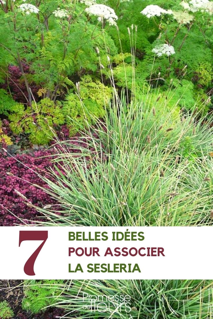 sesleria-associer