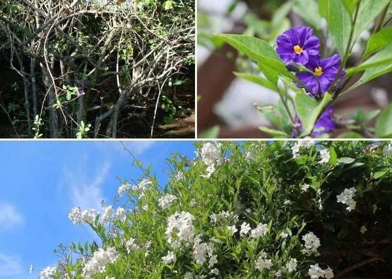 solanum taille