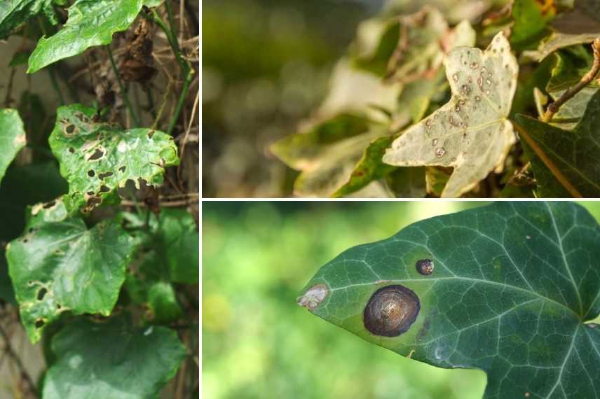 maladies parasites lierre, hedera maladie, lierre malade