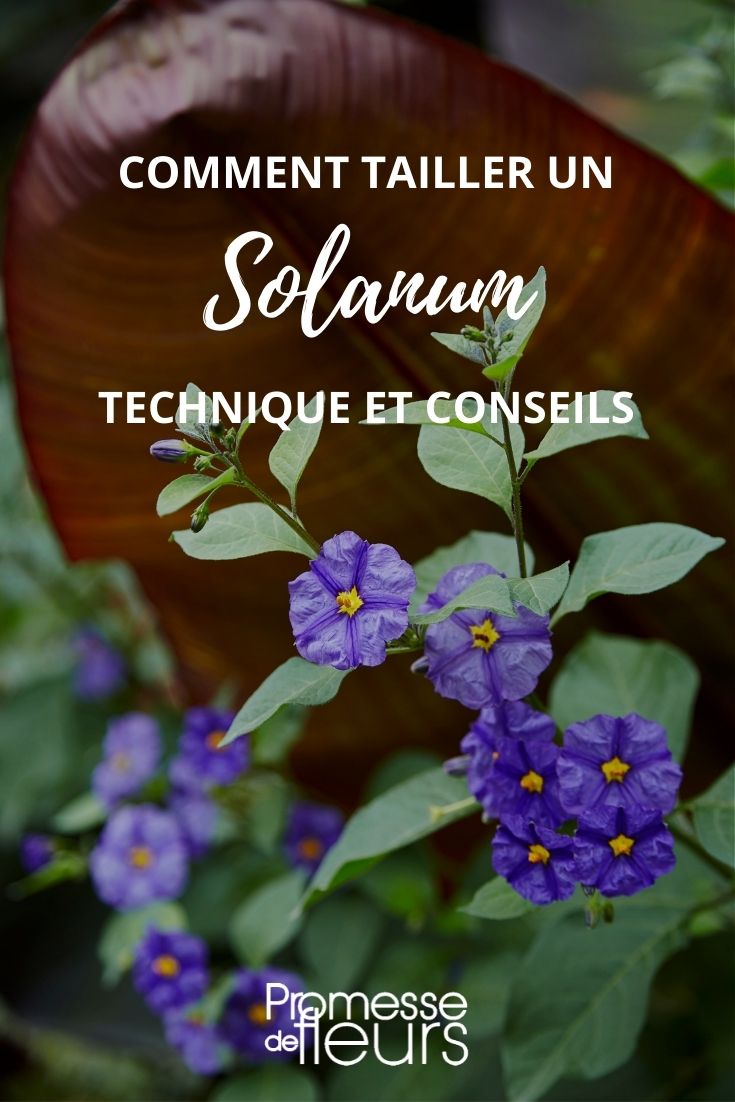 tailler solanum