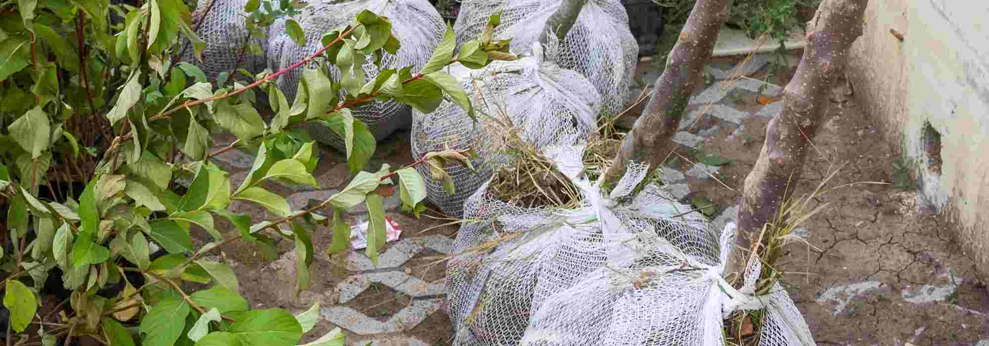 Que faire avec la tontine des arbres et arbustes en motte ?