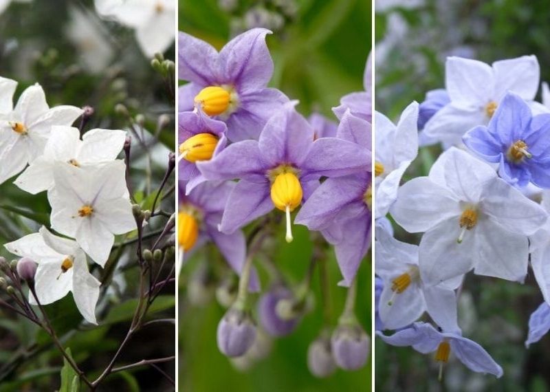 solanum grimpant