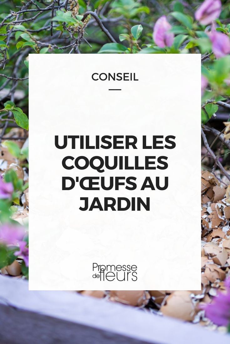 utiliser coquilles oeuf jardin