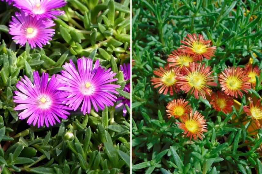 quel delosperma pour plantation en pot