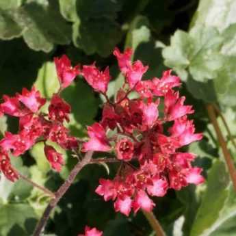 Les vivaces d’ombre à longue floraison