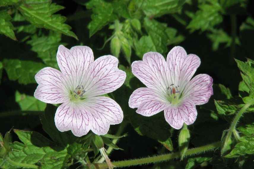 géranium vivace qui fleurit longtemps