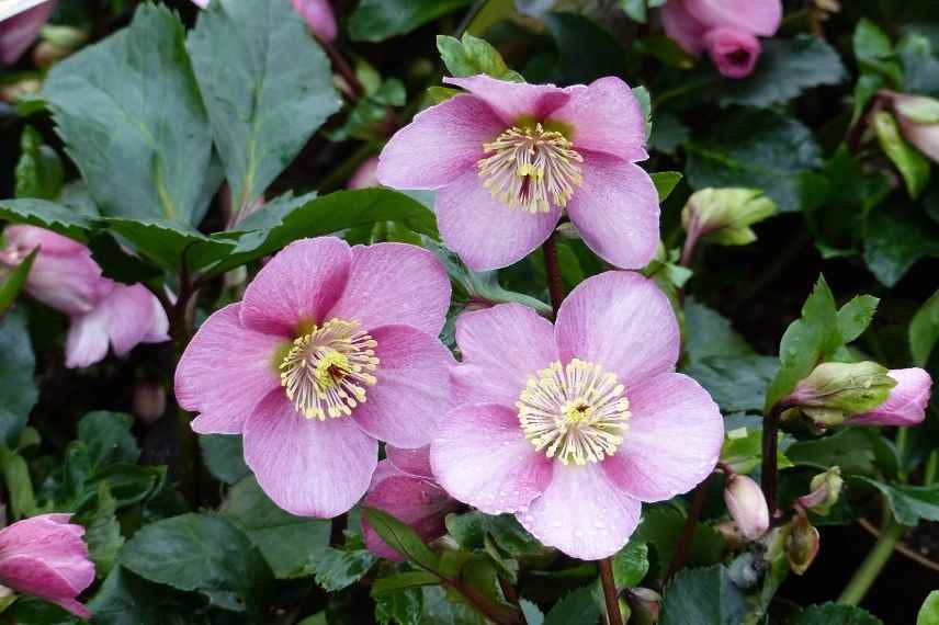 rose de noël longue floraison, hellébore qui fleurit longtemps