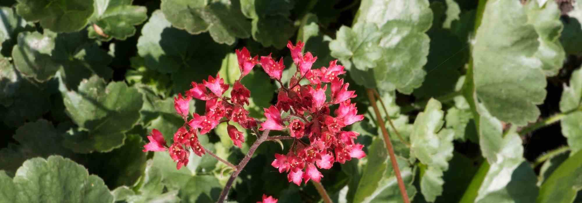 Les vivaces d’ombre à longue floraison