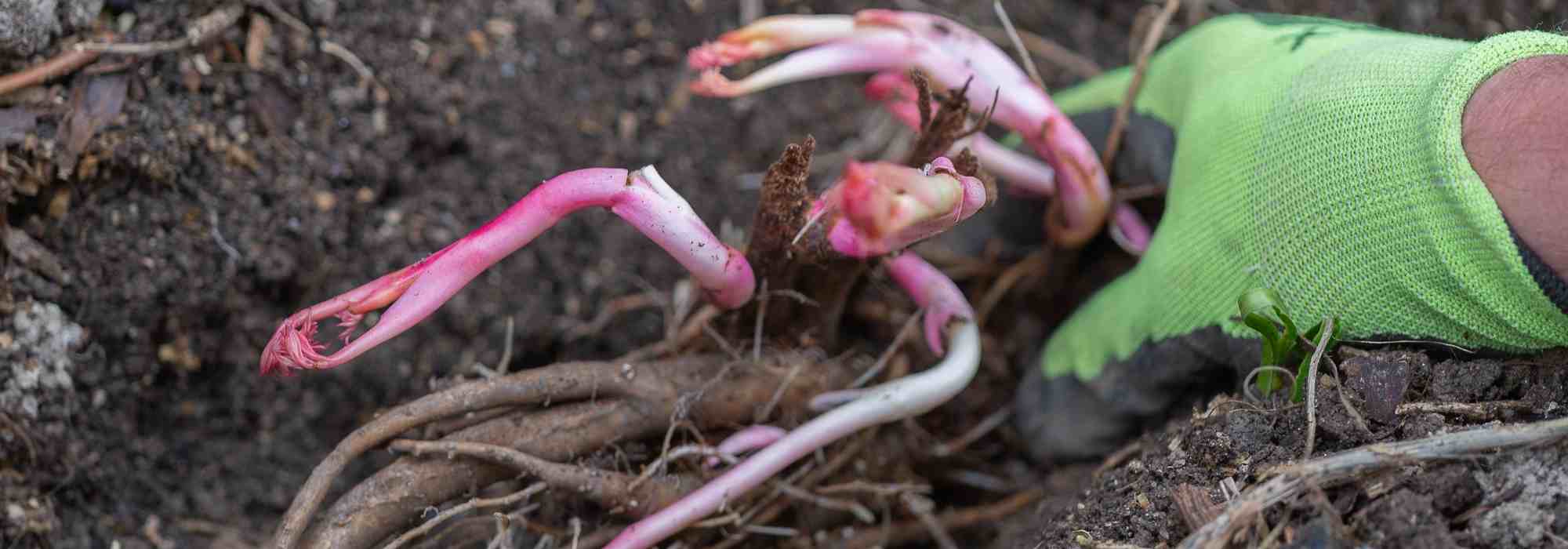Planter des vivaces en racines nues : comment et pourquoi ?