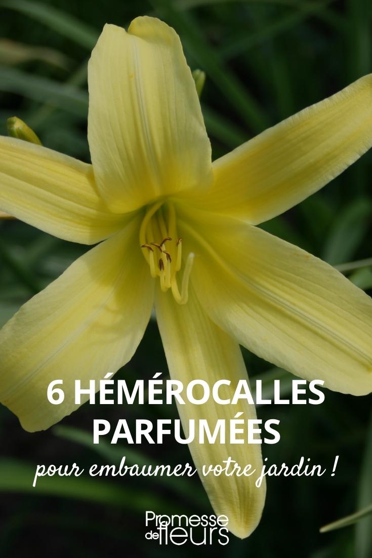Hemerocallis parfum