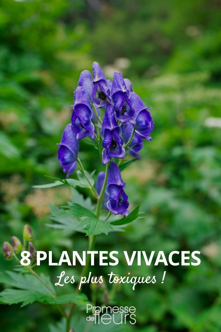 8 vivaces toxiques - Promesse de Fleurs