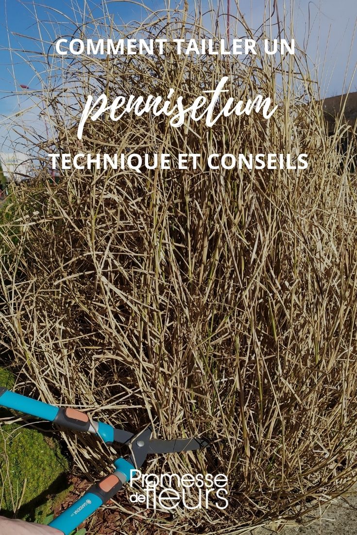 la taille du pennisetum graminée