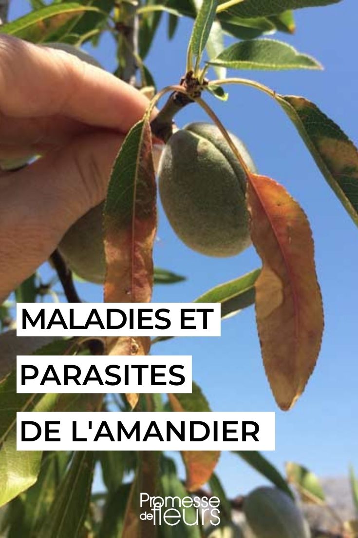 maladies nuisibles Prunus dulcis