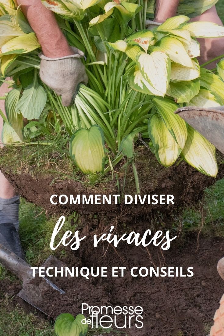 technique division plantes vivaces