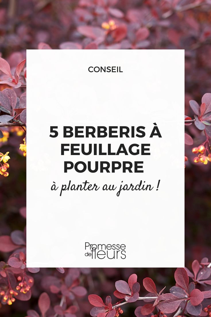 5 berberis pourpre qu'il faut avoir dans son jardin