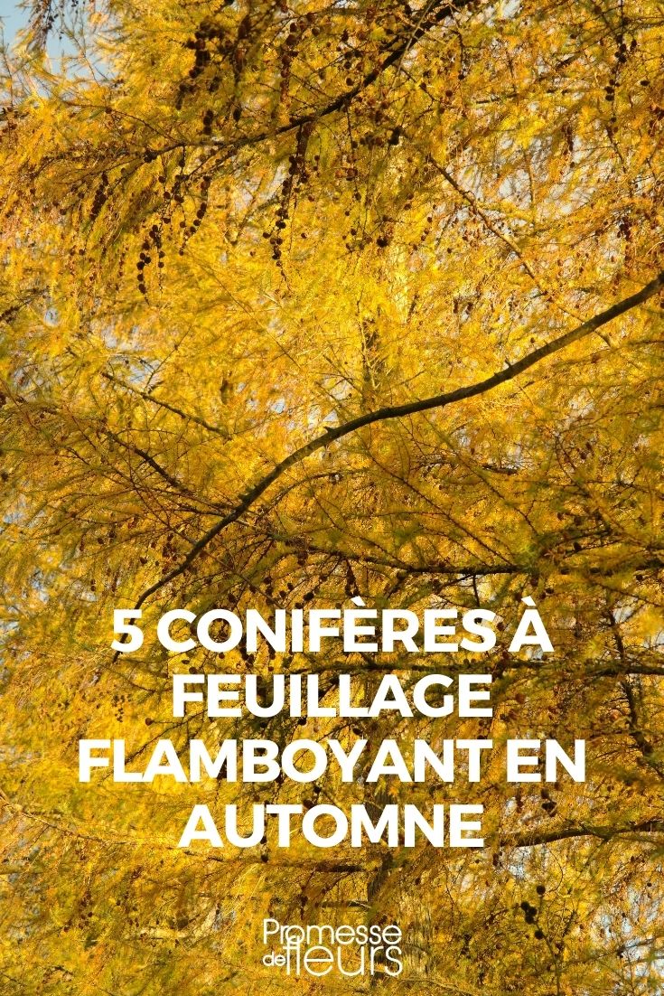 5 conifères a feuillage flamboyant en automne