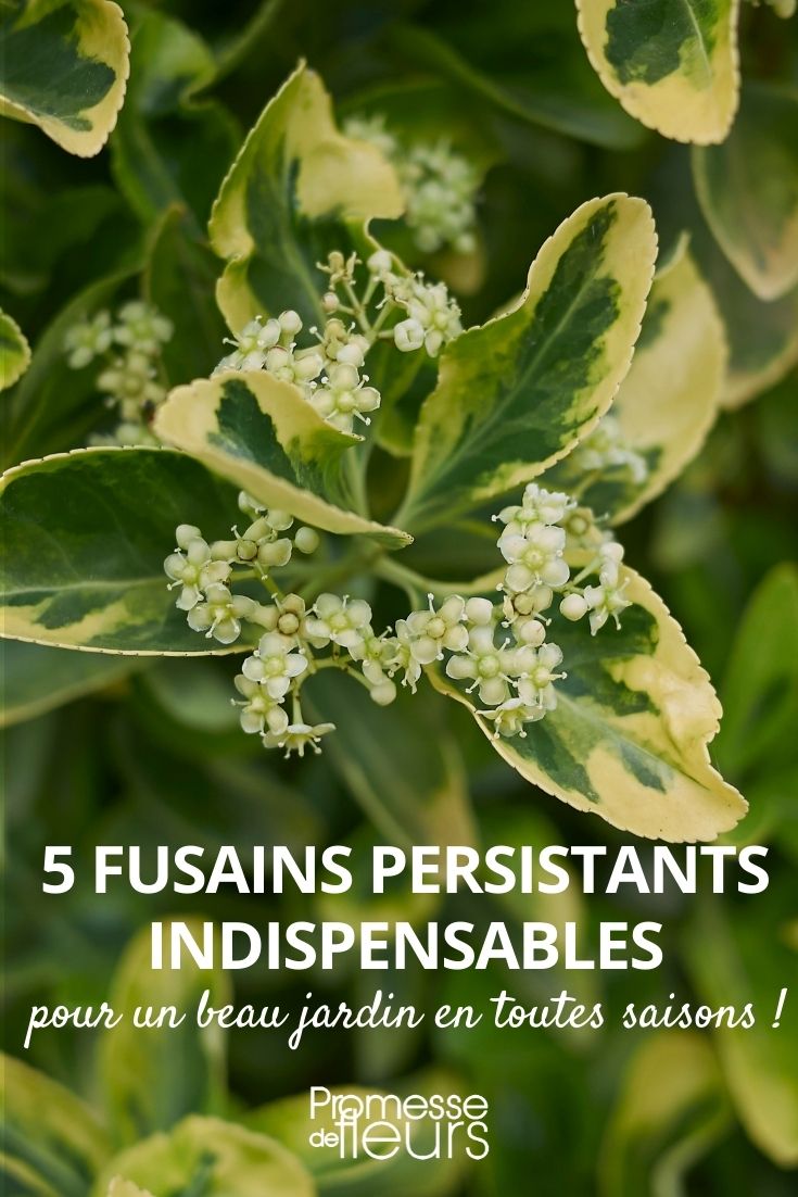 5 fusains persistants