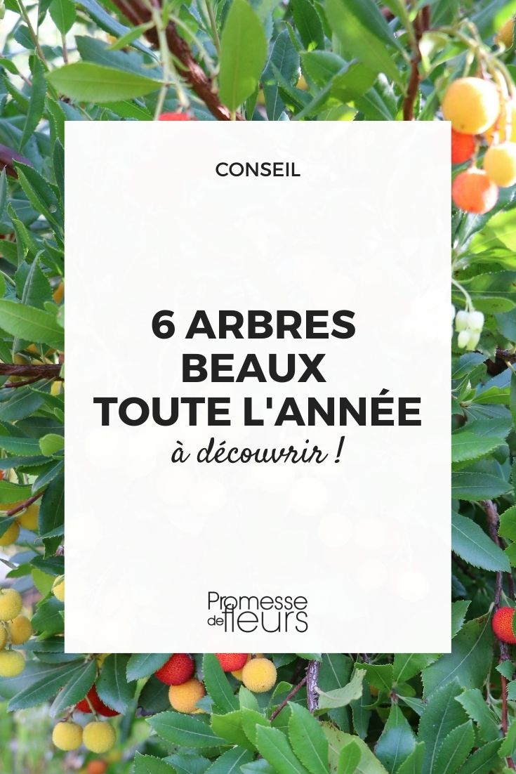 arbres attractifs en tout saison