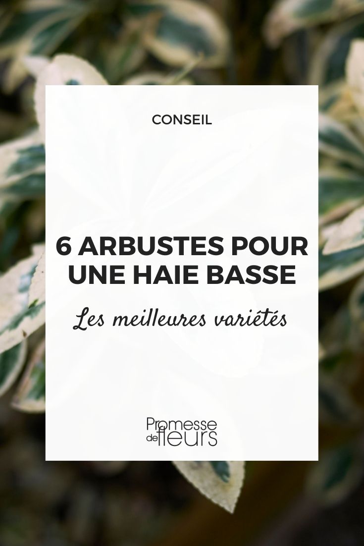 6 arbustes pour haie basse