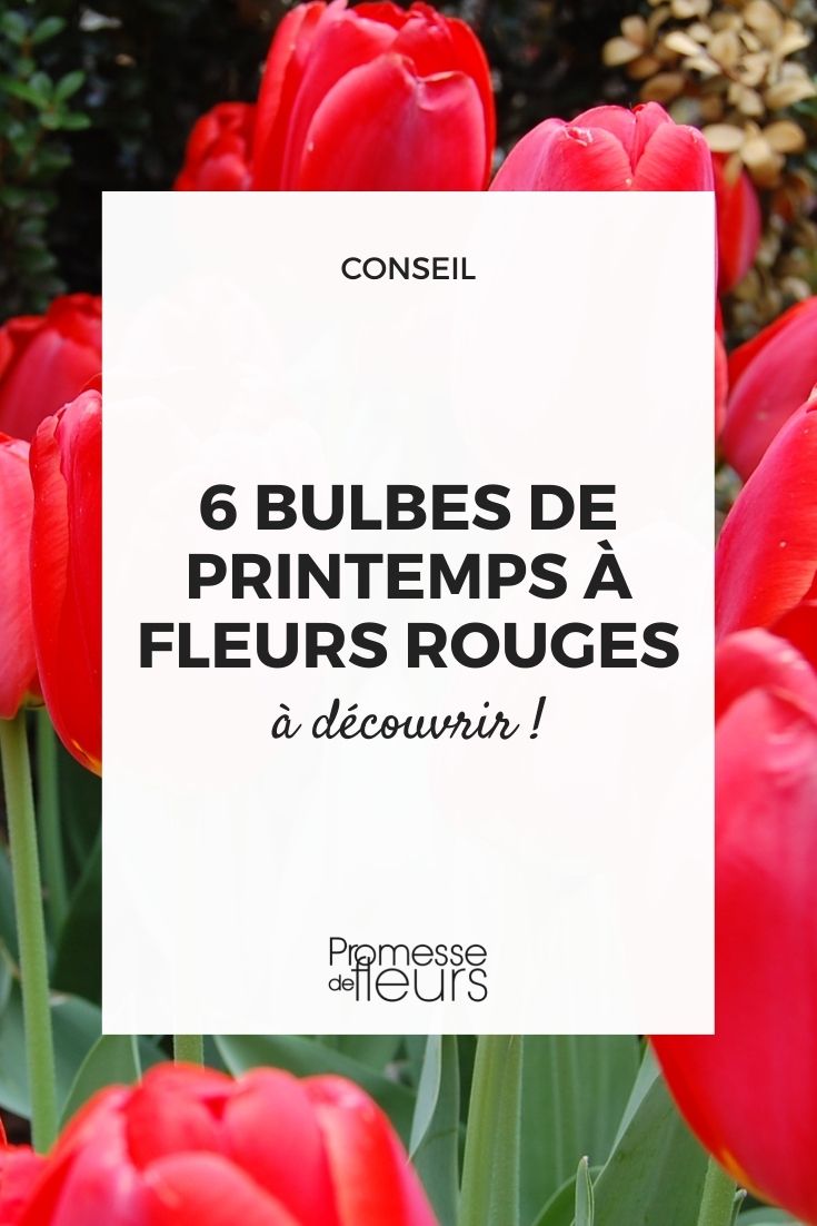 plantes à bulbes printanières floraison rouge