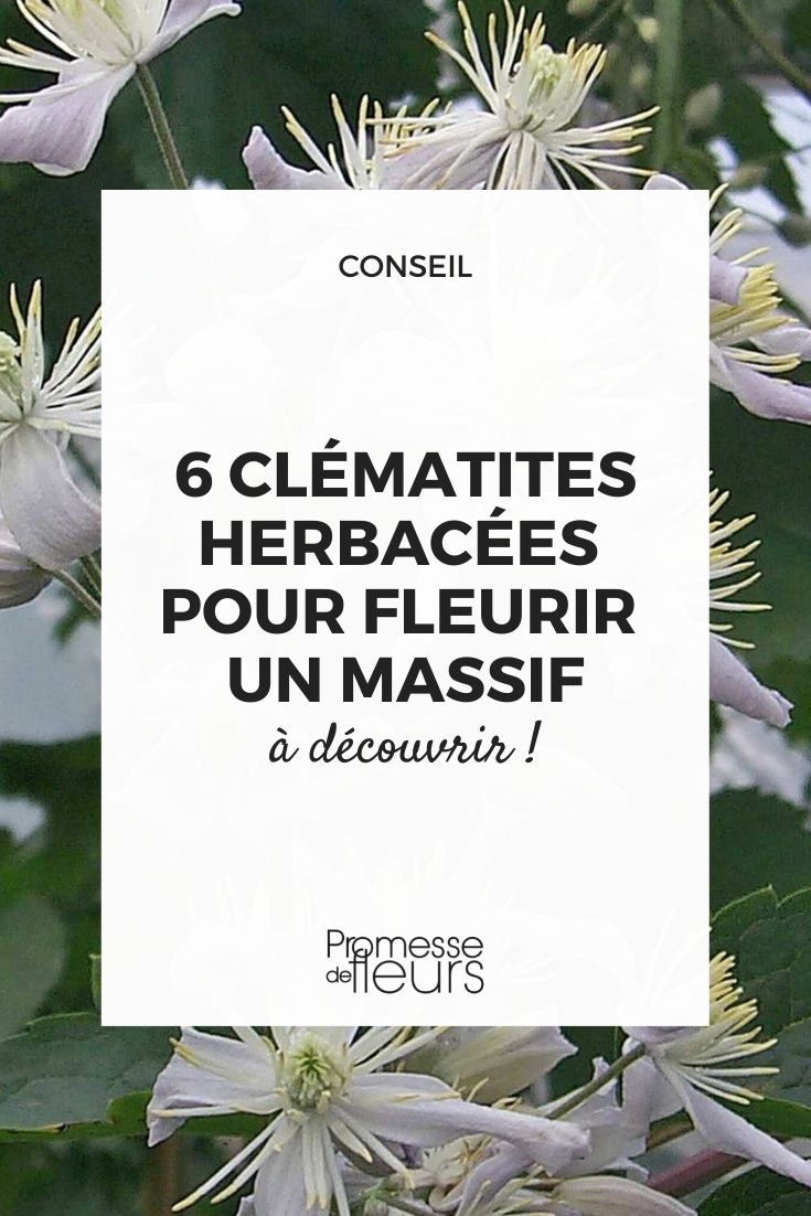 clématite herbacée floraison fleurs pour massif jardin