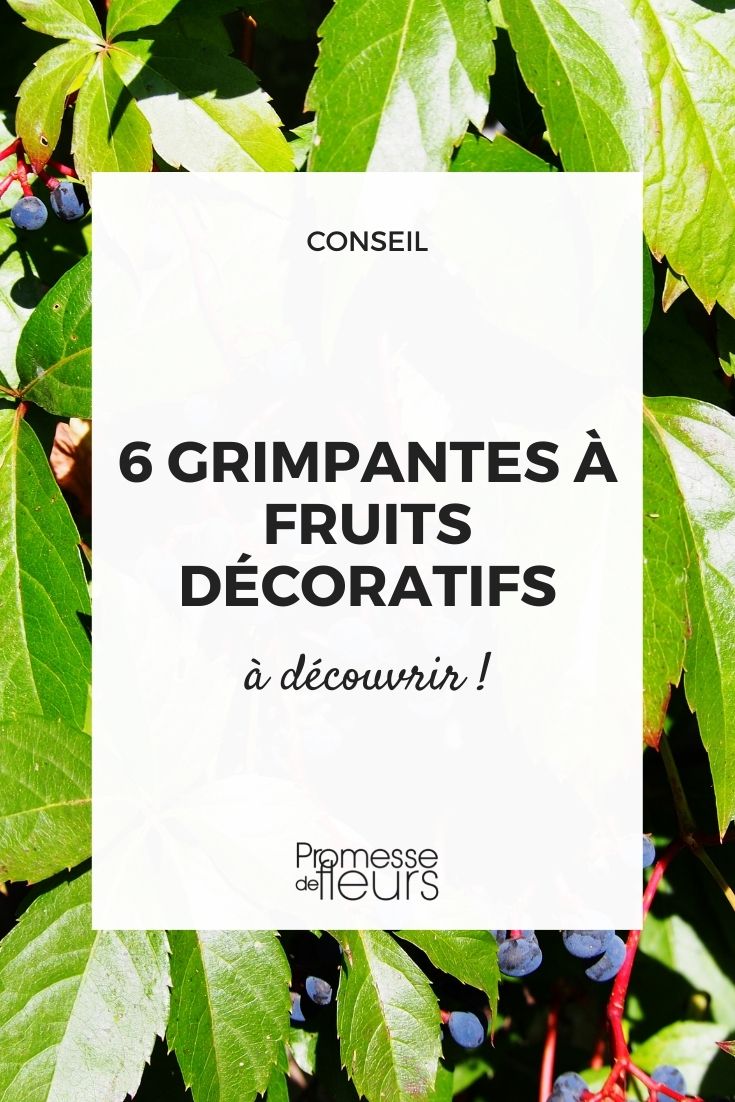 6 grimpantes à fruits décoratifs