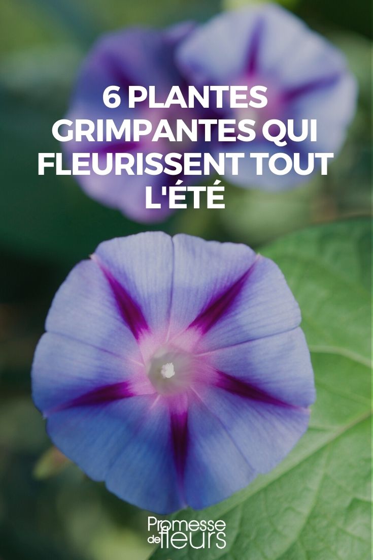 6 plantes grimpantes qui fleurissent tout l'été