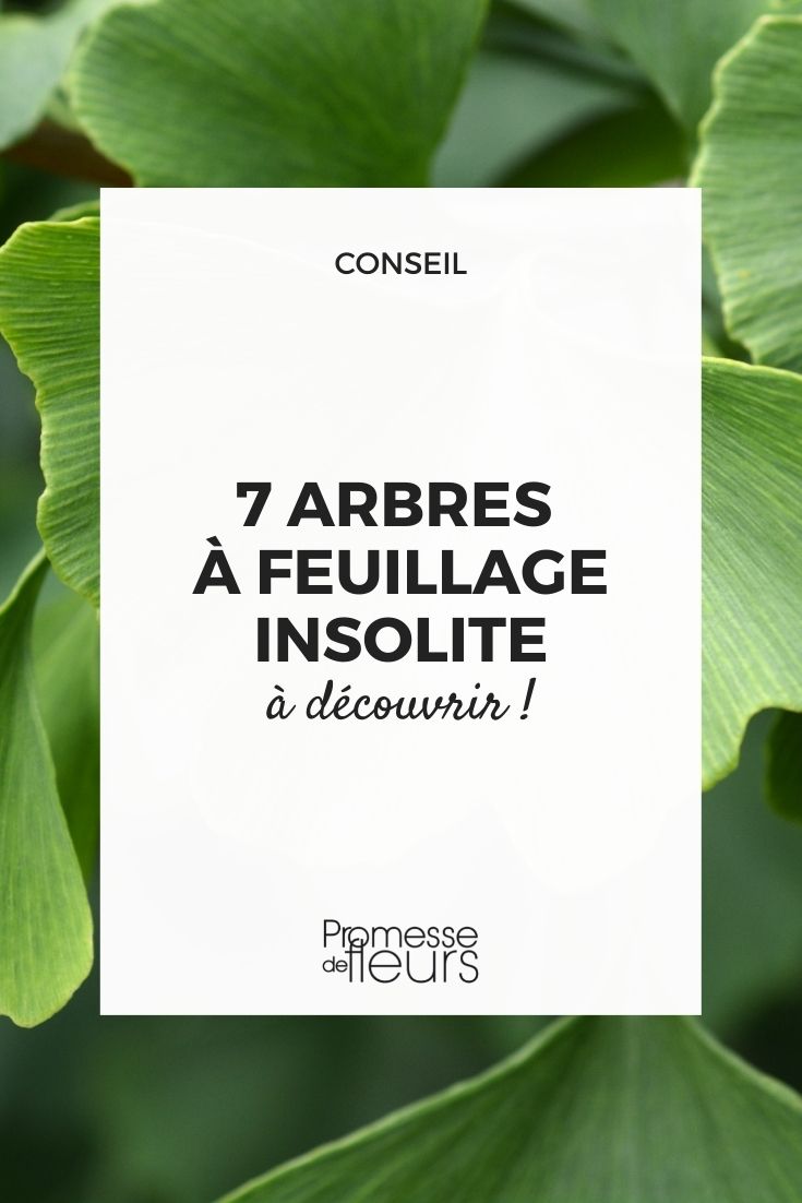 7 arbres à feuillage insolite