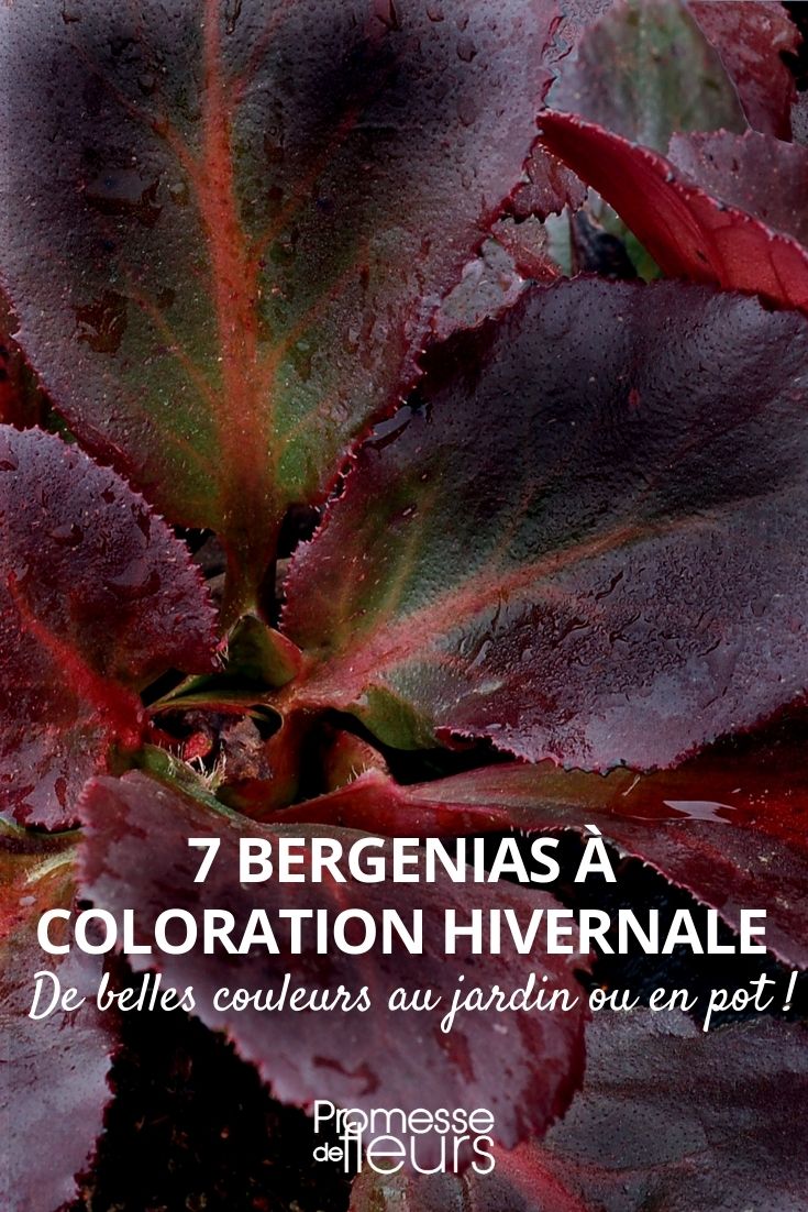 7 bergenia à coloration hivernale