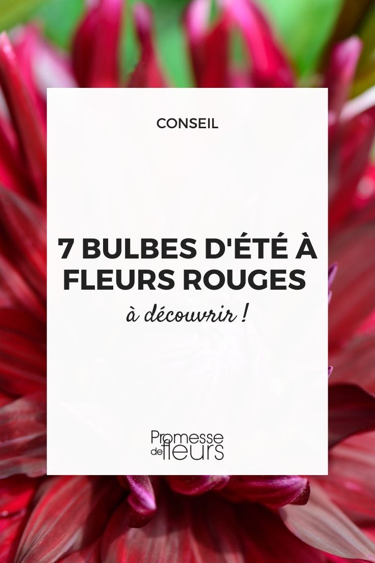 7 bulbe d'été à fleurs rouges pour enflammer le jardin