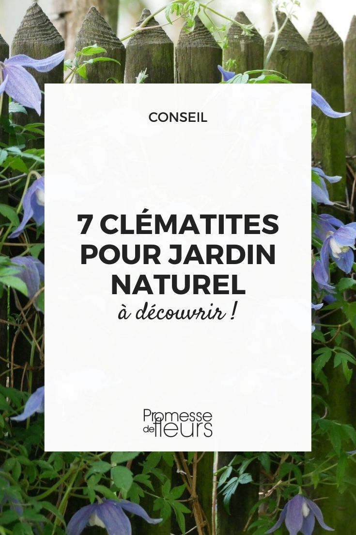 clematis jardin naturel