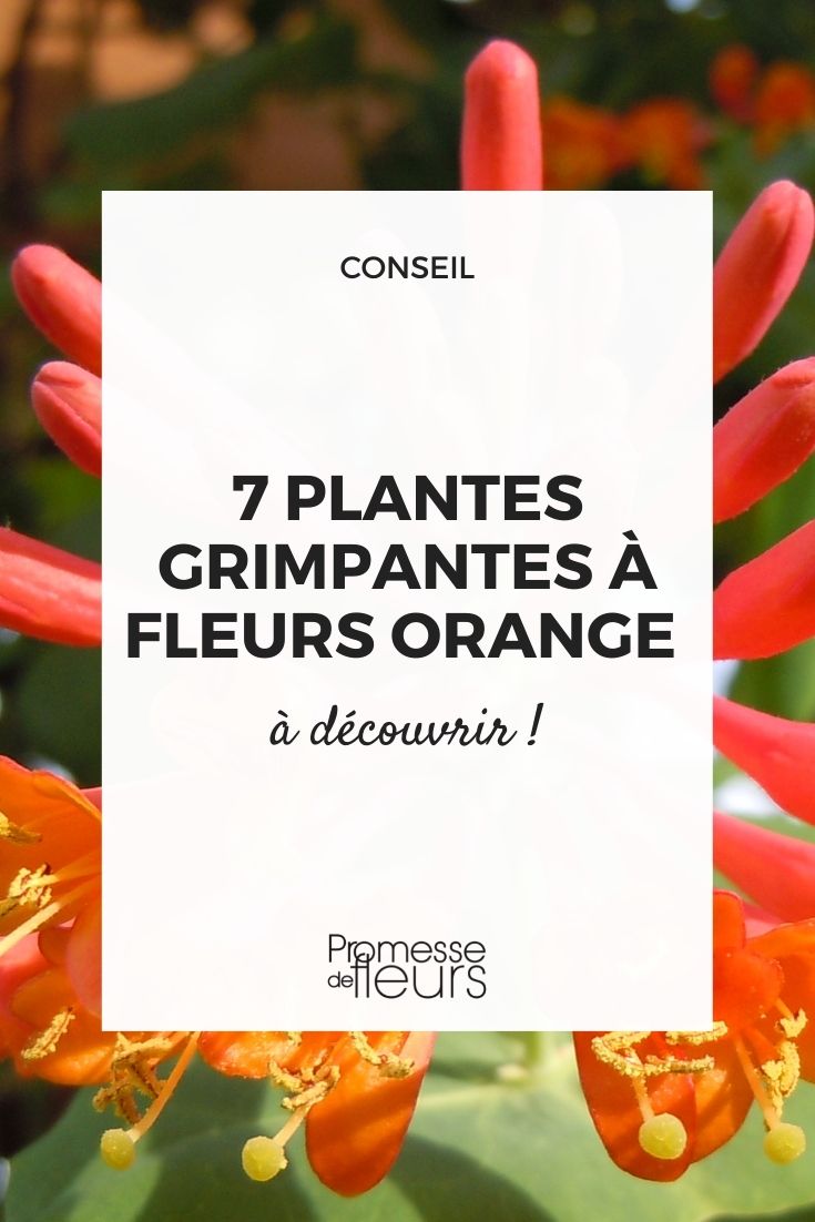 plantes grimpantes lianes volubiles floraison orange