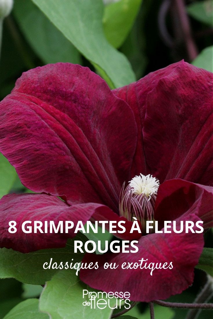 8 grimpantes à fleurs rouges