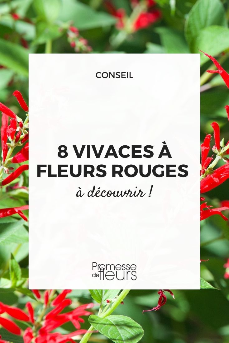 8 vivaces à fleurs rouges pour enflammer le jardin - Promesse de Fleurs