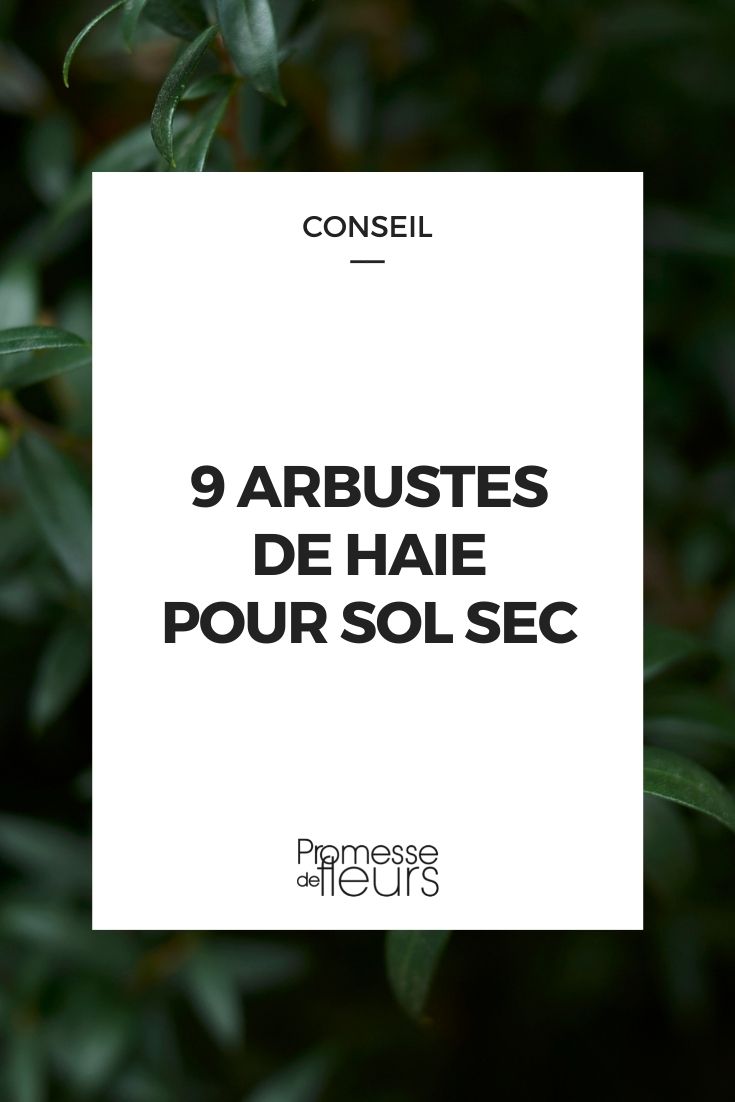 9 arbustes haies sol sec