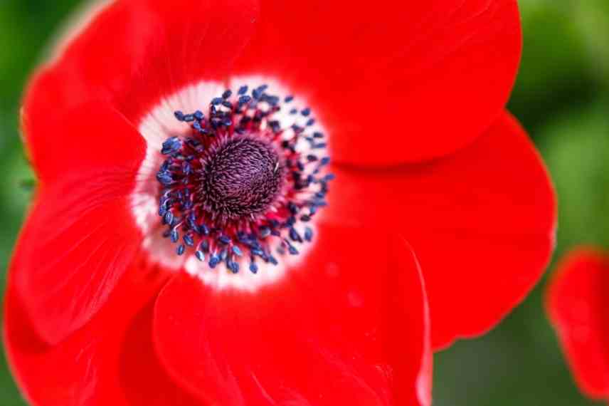 Bulbes de printemps a fleurs rouges