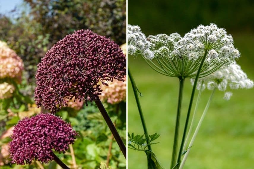 La floraison des angéliques