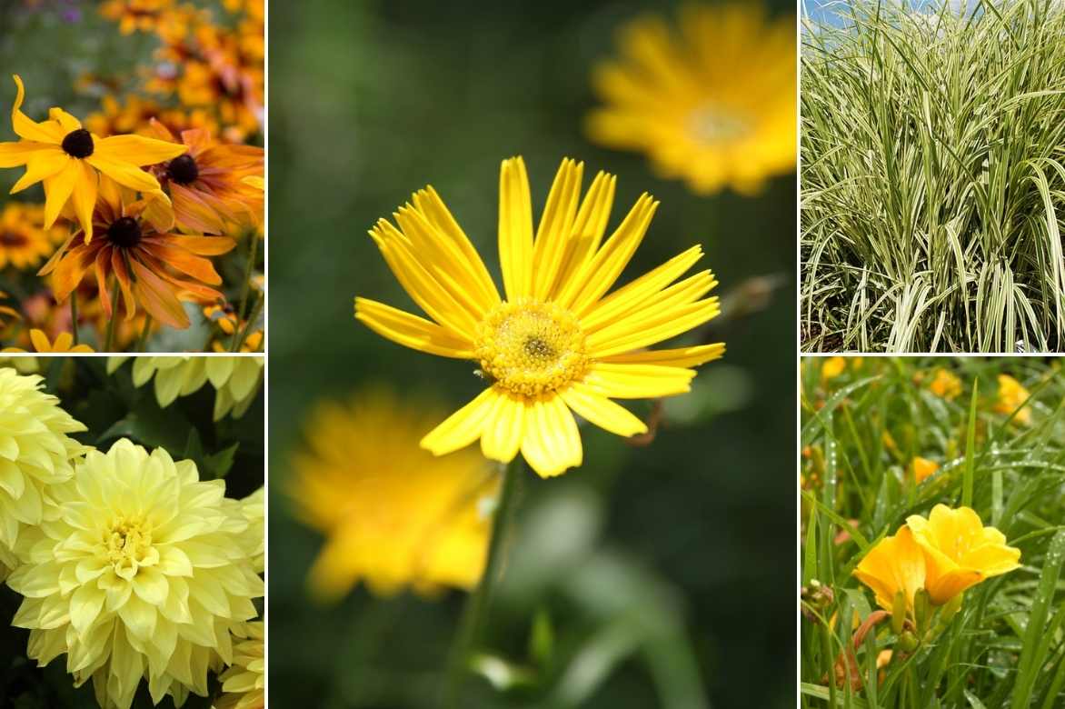 Buphthalmum, oeil de boeuf