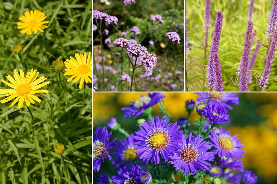 Buphthalmum, oeil de boeuf