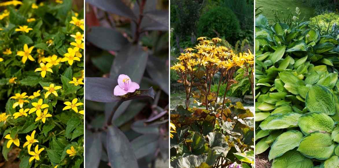 Chrysogonum virginianum, Chrysogonum, genou doré, vivace couvre-sol