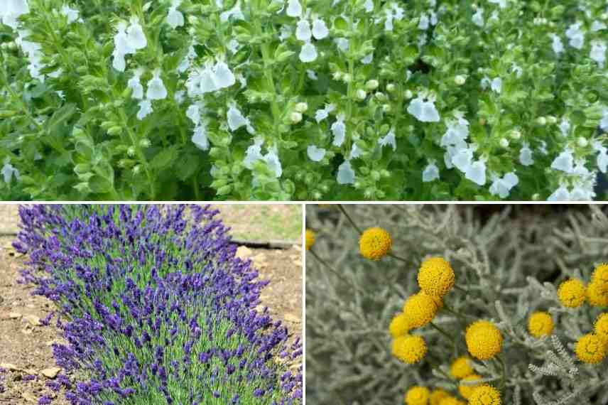 associer le Teucrium association teucrium, idée massif avec teucrium